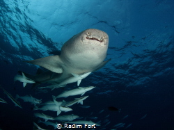 Žralok rezavý by Radim Fort 